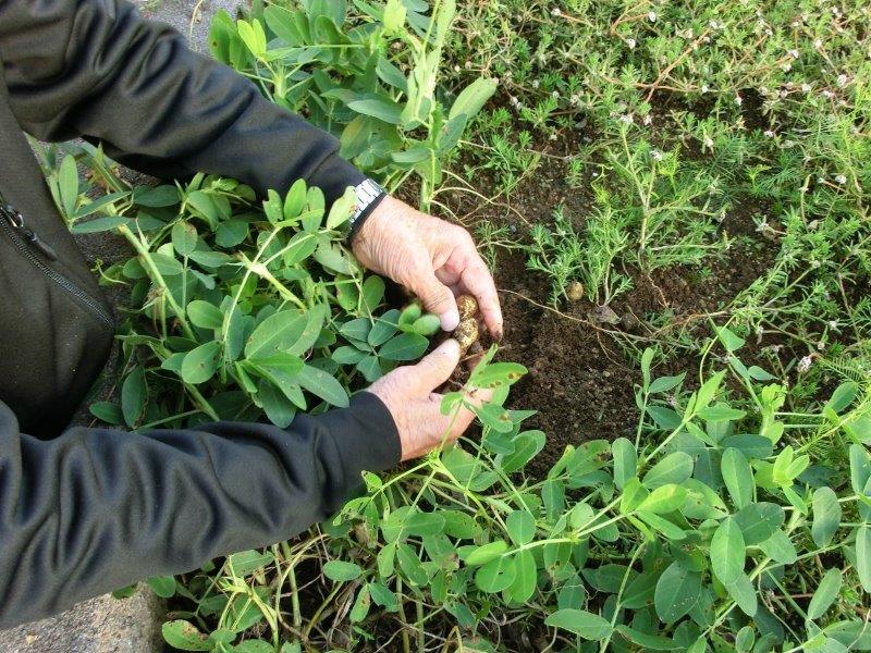 落花生収穫