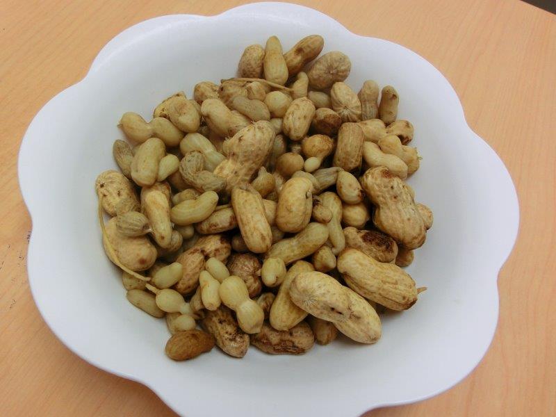 落花生収穫